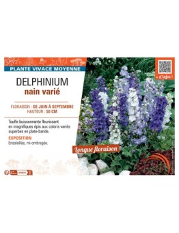 DELPHINIUM GUARDIAN SERIES