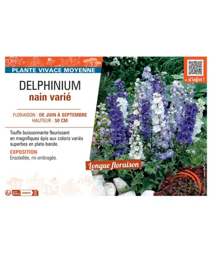 DELPHINIUM GUARDIAN SERIES