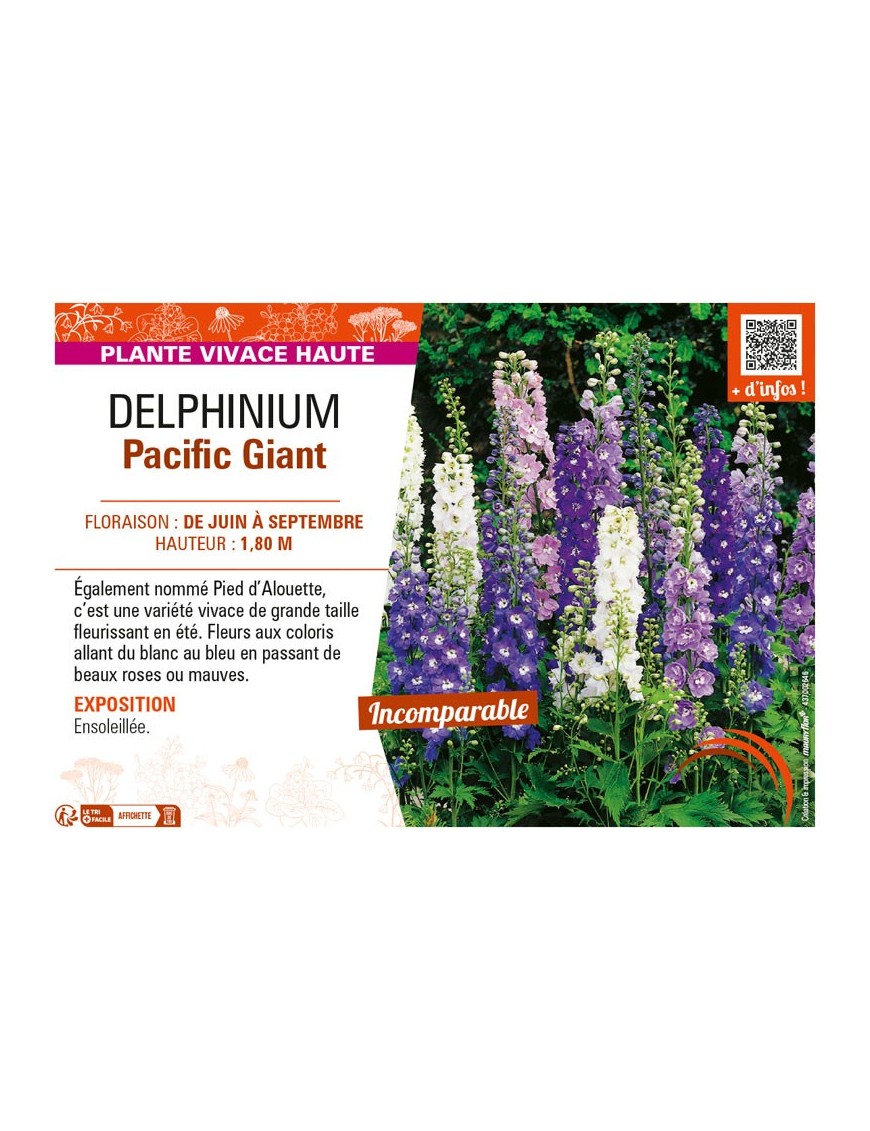 DELPHINIUM PACIFIC GIANT (varié)