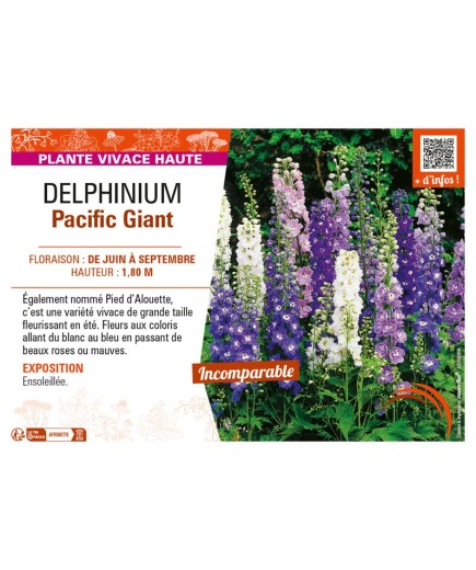 DELPHINIUM PACIFIC GIANT (varié)