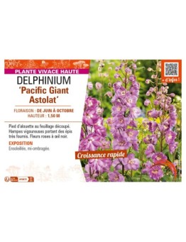 DELPHINIUM Pacific Giant Astolat