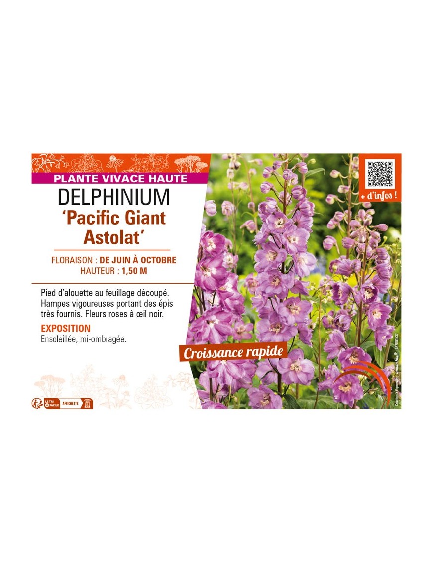 DELPHINIUM Pacific Giant Astolat