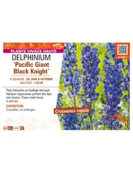 DELPHINIUM Pacific Giant Black Knight