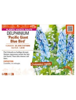 DELPHINIUM Pacific Giant Blue Bird