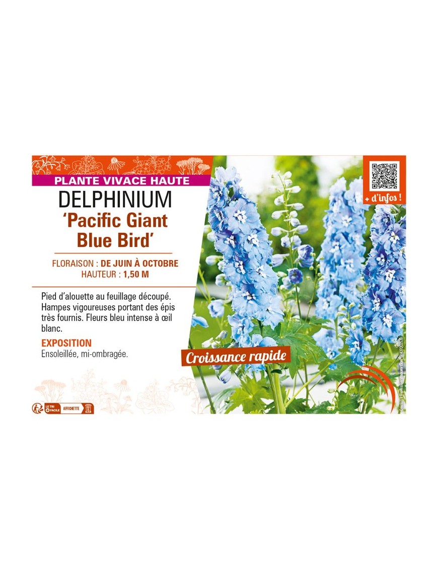DELPHINIUM Pacific Giant Blue Bird