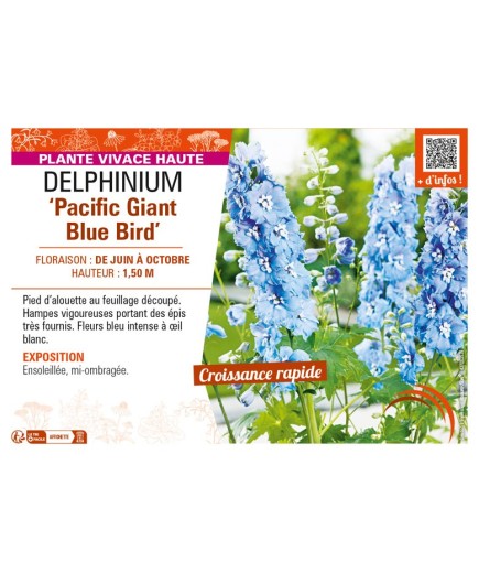 DELPHINIUM Pacific Giant Blue Bird