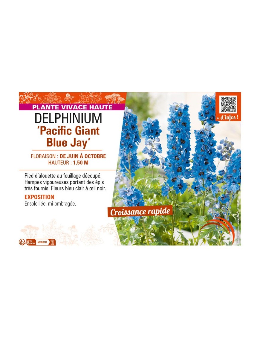 DELPHINIUM Pacific Giant Blue Jay