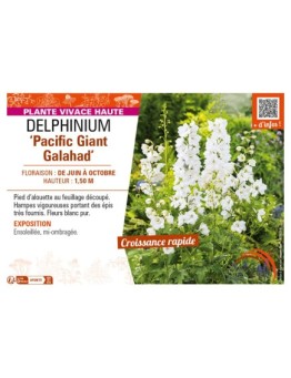DELPHINIUM Pacific Giant Galahad