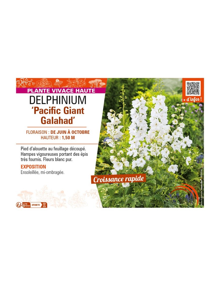 DELPHINIUM Pacific Giant Galahad