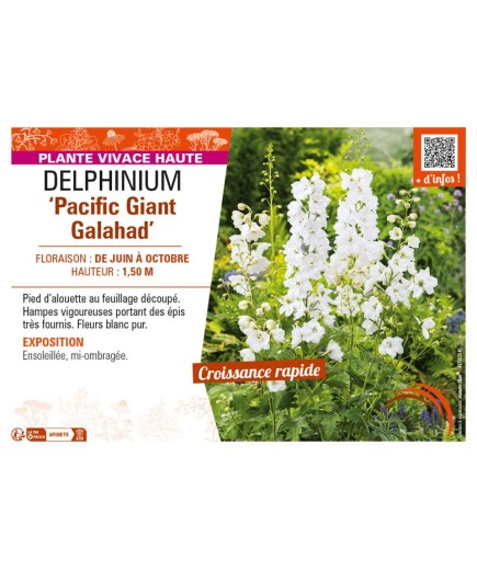 DELPHINIUM Pacific Giant Galahad