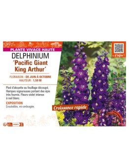 DELPHINIUM Pacific Giant King Arthur