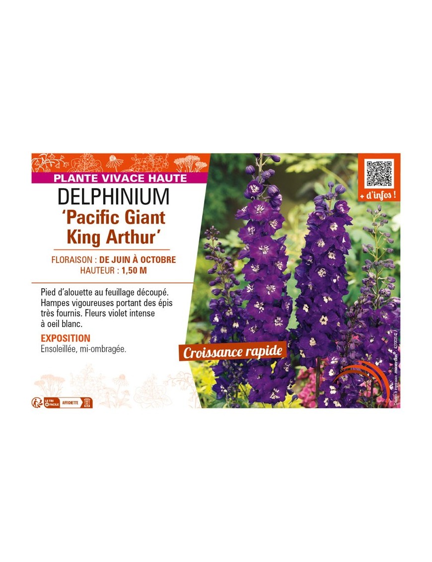 DELPHINIUM Pacific Giant King Arthur