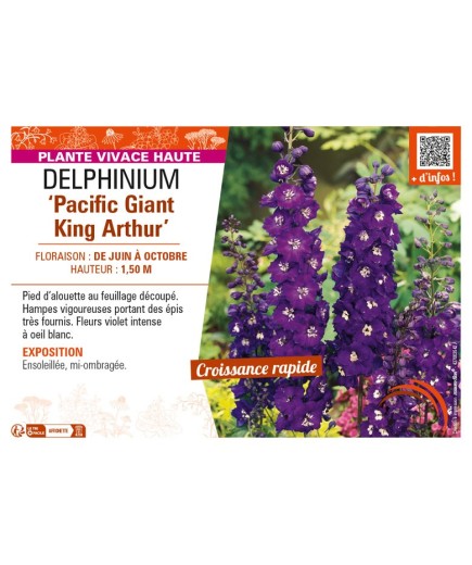 DELPHINIUM Pacific Giant King Arthur