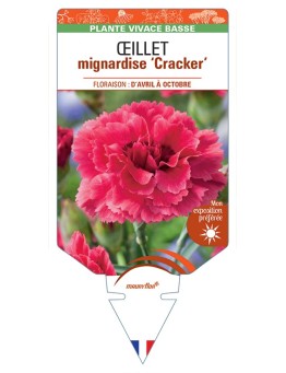 DIANTHUS plumarius Cracker voir Œillet mignardise