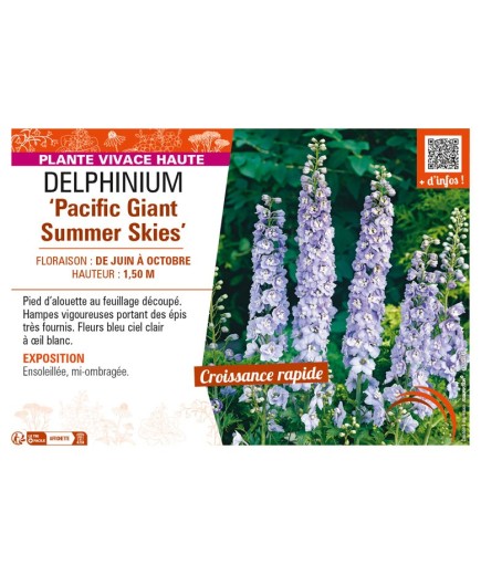 DELPHINIUM Pacific Giant Summer Skies