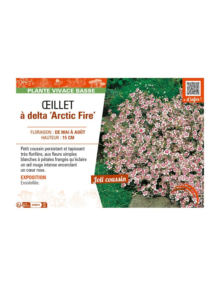 DIANTHUS deltoides Arctic Fire voir ŒILLET à delta