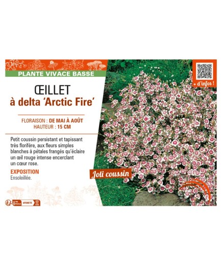 DIANTHUS deltoides Arctic Fire voir ŒILLET à delta