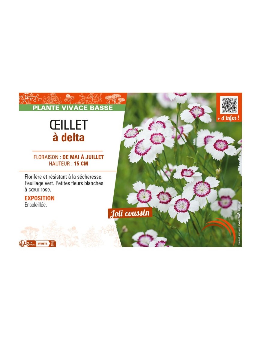 DIANTHUS deltoides blanc et rose voir ŒILLET à delta