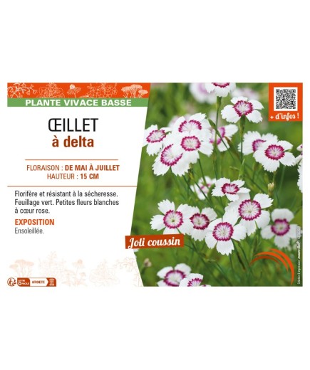 DIANTHUS deltoides blanc et rose voir ŒILLET à delta