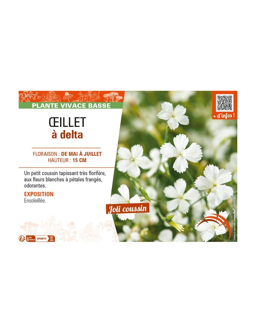 DIANTHUS deltoides blanc voir ŒILLET à delta