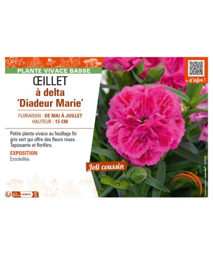 DIANTHUS deltoides Diadeur Marie voir ŒILLET à delta