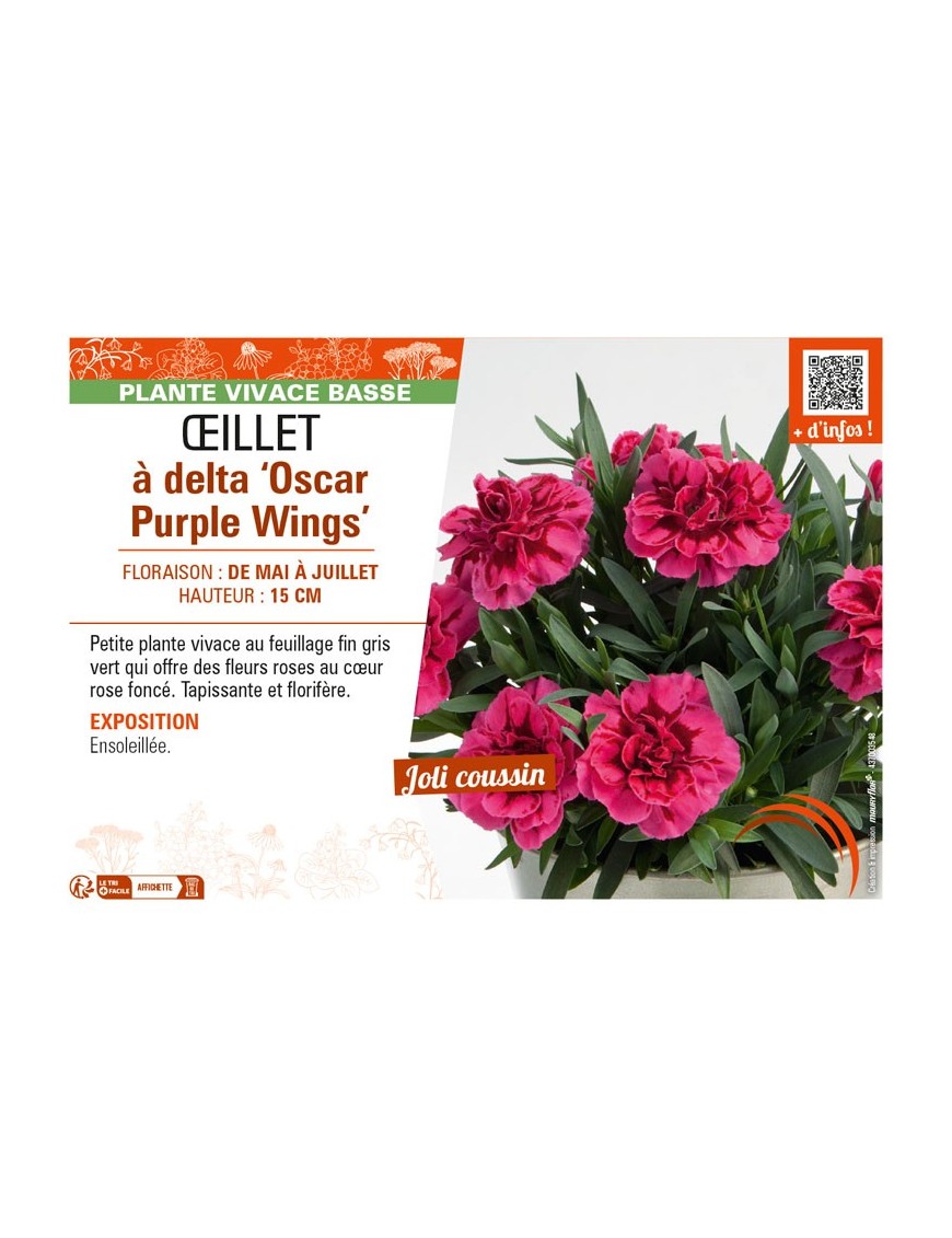 DIANTHUS deltoides Oscar Purple Wings voir ŒILLET à delta