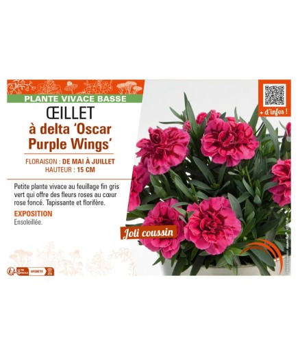 DIANTHUS deltoides Oscar Purple Wings voir ŒILLET à delta