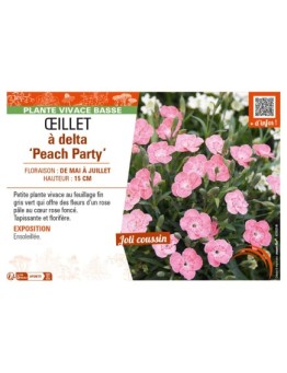 DIANTHUS deltoides Peach Party voir ŒILLET à delta