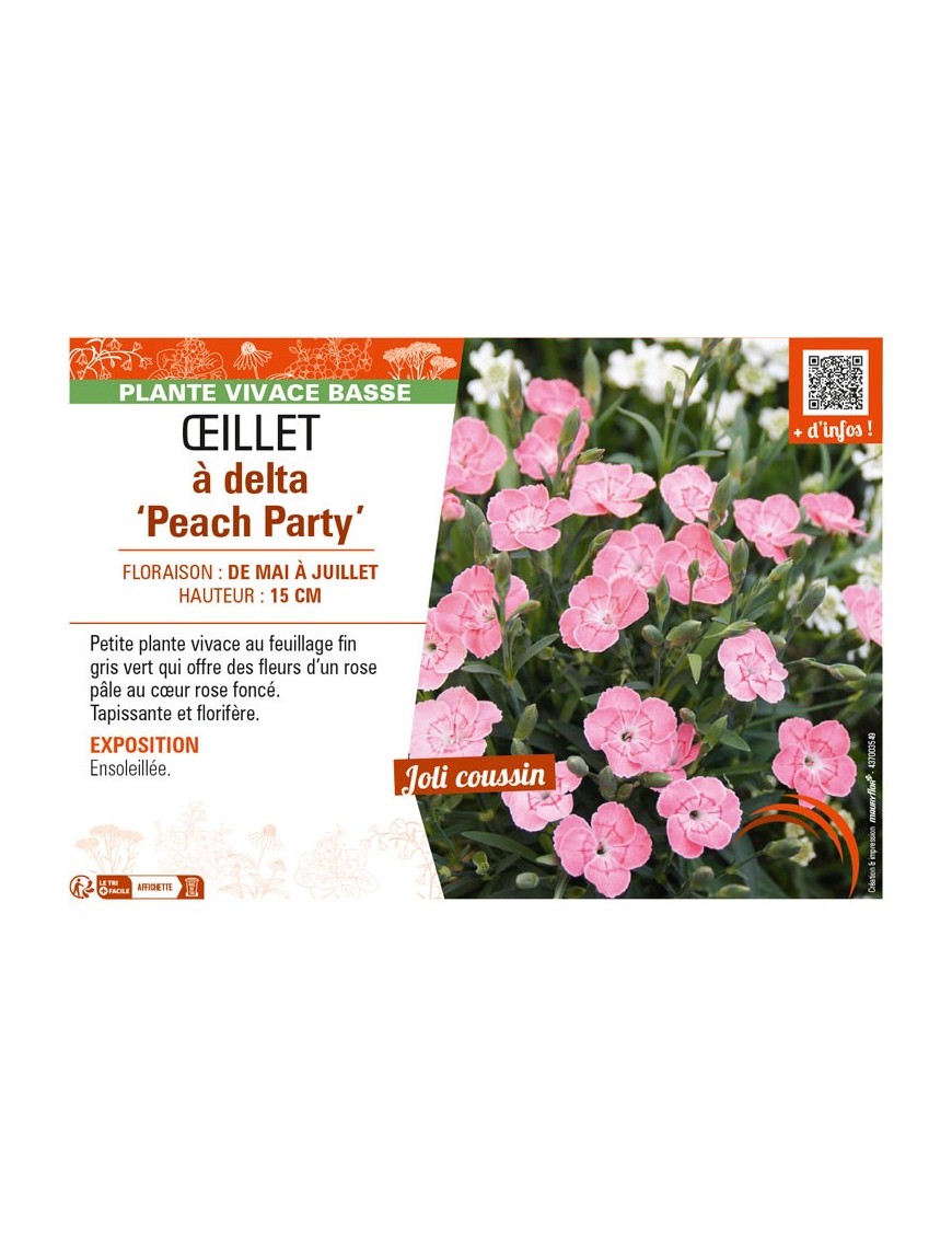 DIANTHUS deltoides Peach Party voir ŒILLET à delta