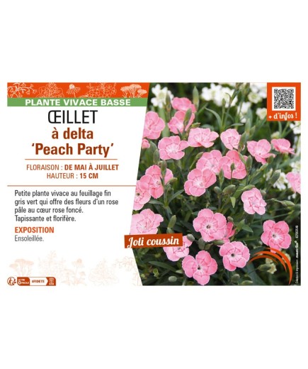 DIANTHUS deltoides Peach Party voir ŒILLET à delta