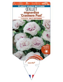 DIANTHUS plumarius Cranmere Pool voir Œillet mignardise