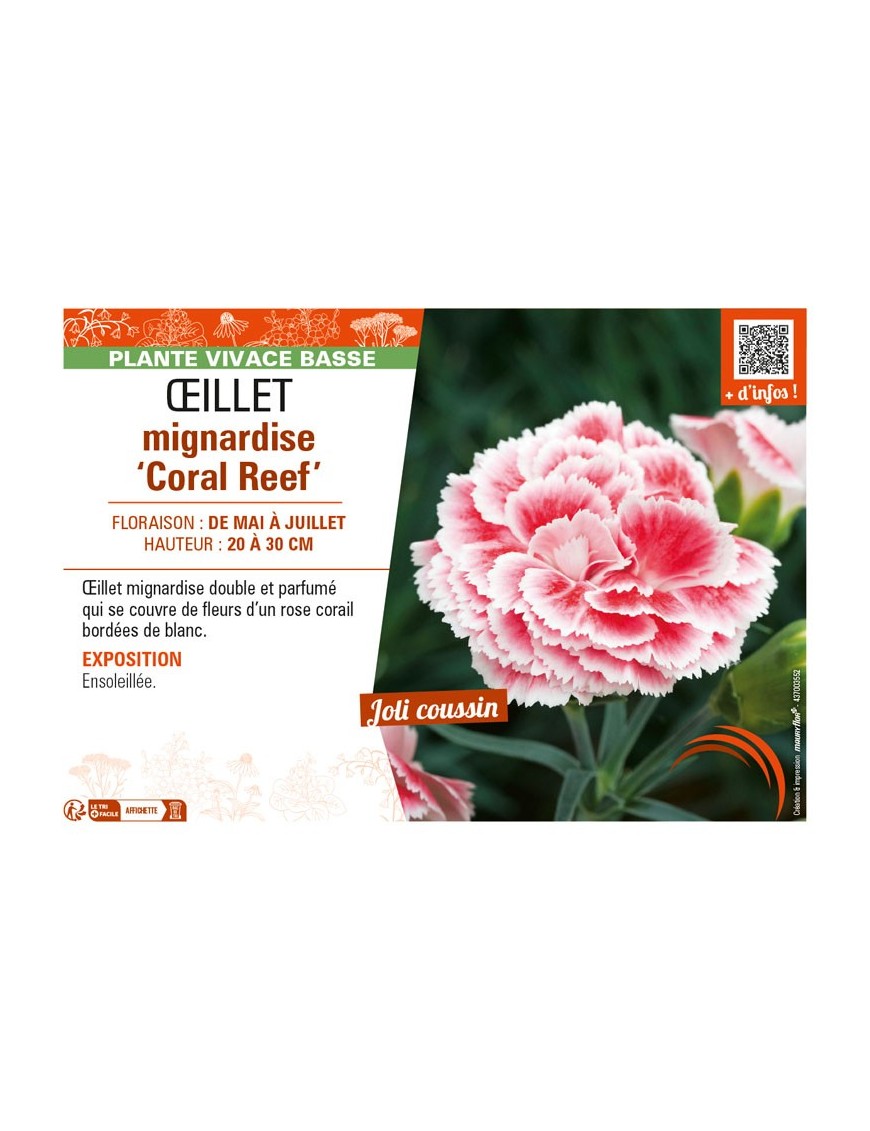 DIANTHUS plumarius Coral Reef voir ŒILLET mignardise