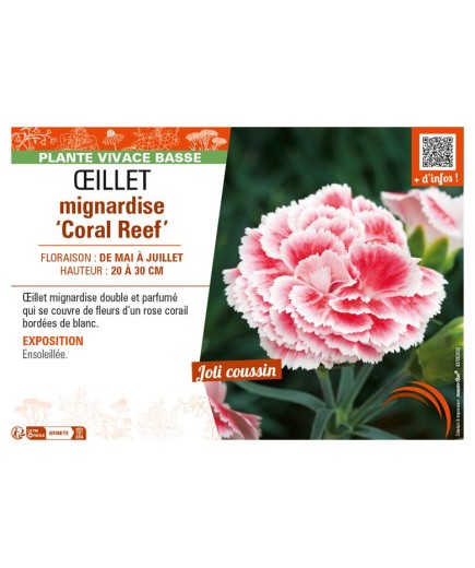 DIANTHUS plumarius Coral Reef voir ŒILLET mignardise