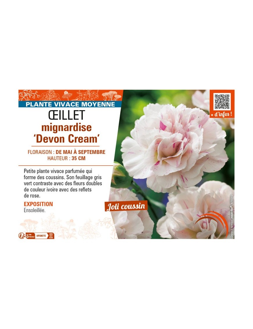 DIANTHUS plumarius Devon Cream voir ŒILLET mignardise