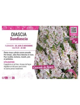 DIASCIA SUNDIASCIA