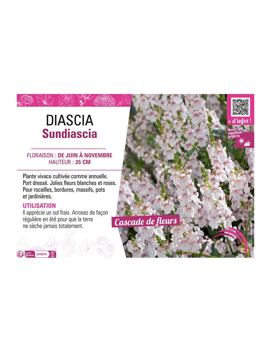 DIASCIA SUNDIASCIA