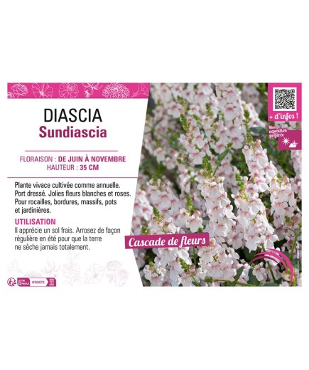 DIASCIA SUNDIASCIA