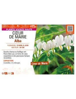 DICENTRA SPECTABILIS voir CŒUR DE MARIE ALBA