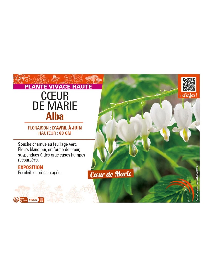 DICENTRA SPECTABILIS voir CŒUR DE MARIE ALBA