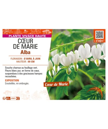 DICENTRA SPECTABILIS voir CŒUR DE MARIE ALBA