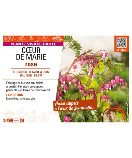 DICENTRA SPECTABILIS voir CŒUR DE MARIE ROSE