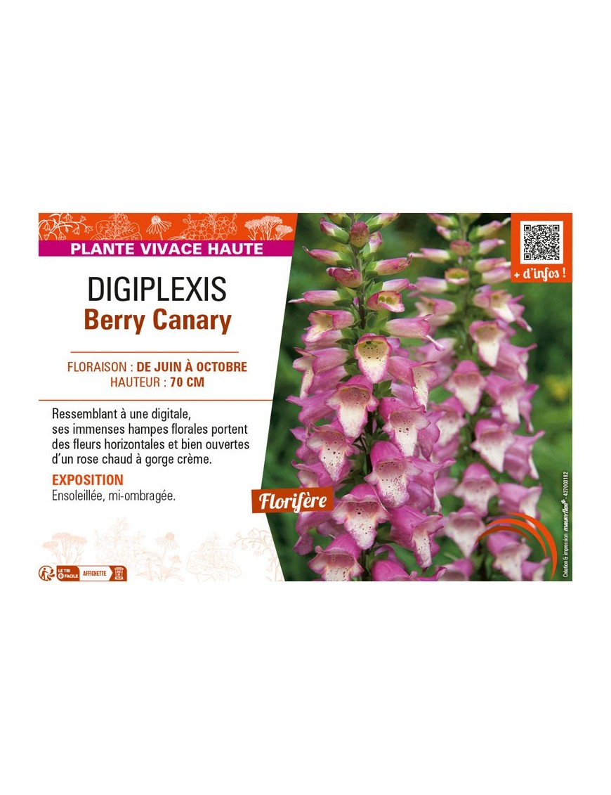 DIGIPLEXIS BERRY CANARY