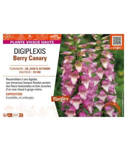 DIGIPLEXIS BERRY CANARY
