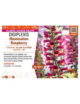 DIGIPLEXIS ILLUMINATION RASPBERRY
