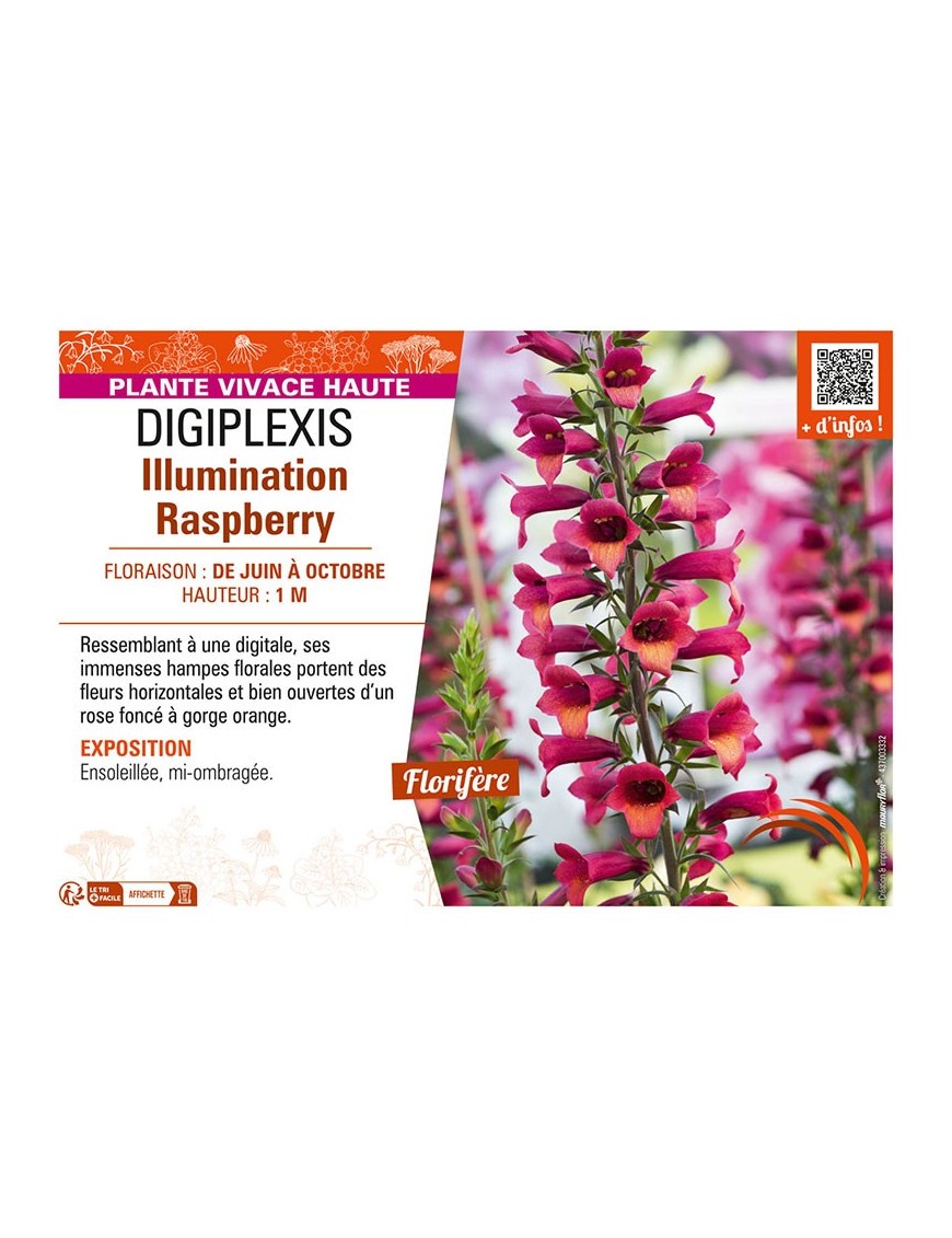 DIGIPLEXIS ILLUMINATION RASPBERRY