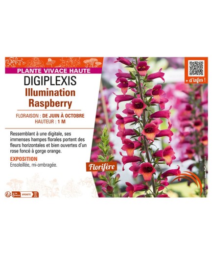 DIGIPLEXIS ILLUMINATION RASPBERRY