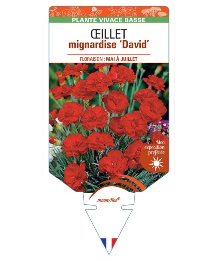 DIANTHUS plumarius David voir Œillet mignardise