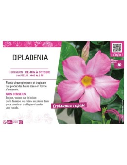 DIPLADENIA (rose)