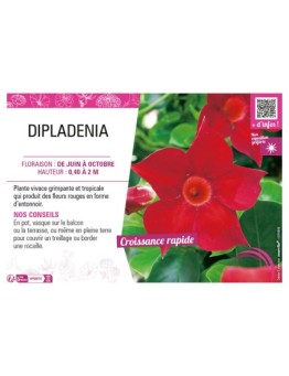 DIPLADENIA (rouge)