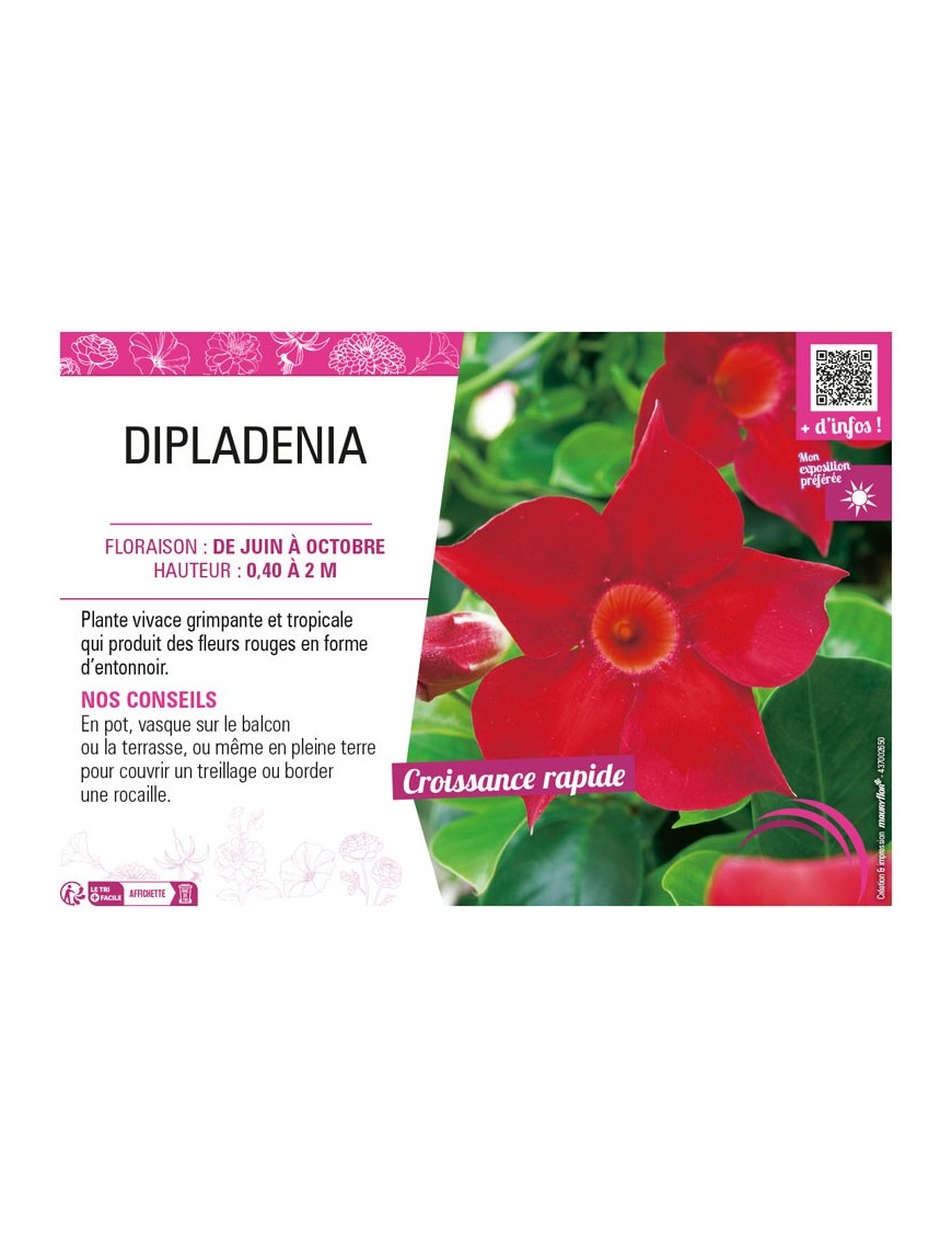 DIPLADENIA (rouge)